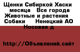 Щенки Сибиркой Хаски 2 месяца - Все города Животные и растения » Собаки   . Ненецкий АО,Носовая д.